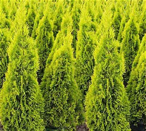 Thuja occidentalis 'Jantar Cedar' - 40cm
